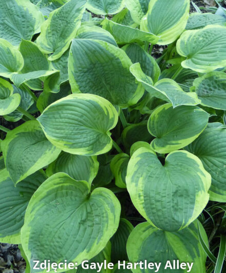 Hosta Abiqua Moonbeam