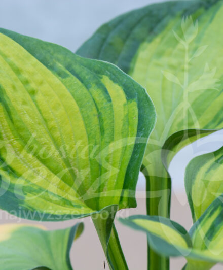 Hosta Alligator Alley