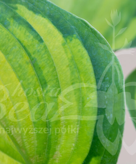 Hosta Alligator Alley