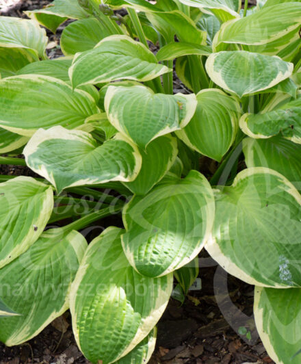 Hosta American Dream