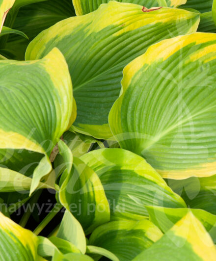 Hosta Atlantis