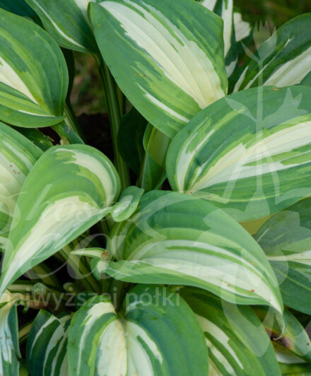 Hosta BEAuty from Poland