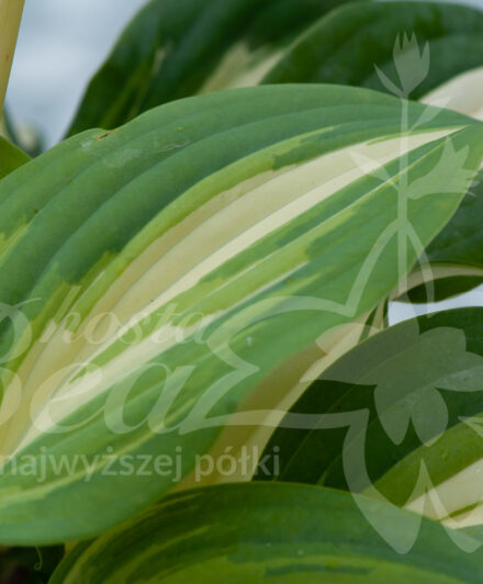 Liść hosty BEAuty from Poland