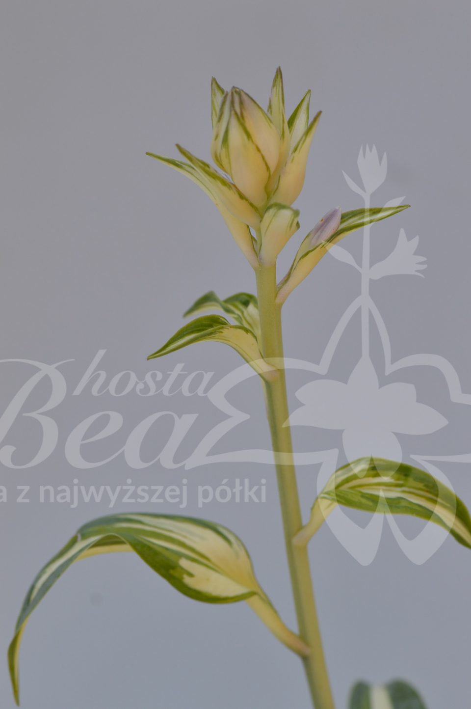 Kwiatostan hosty BEAuty from Poland