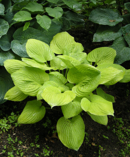 Hosta Banana Kid