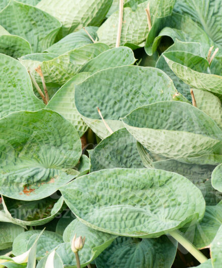 Hosta Big Daddy