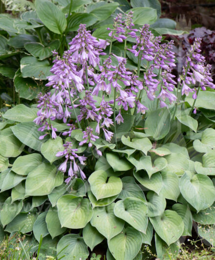 Hosta Blue Cadet