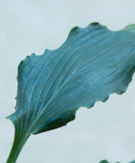 Hosta Blue Cascade