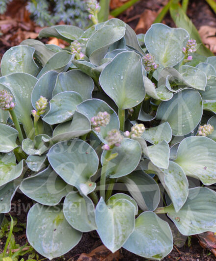 Hosta Blue Mouse Ears