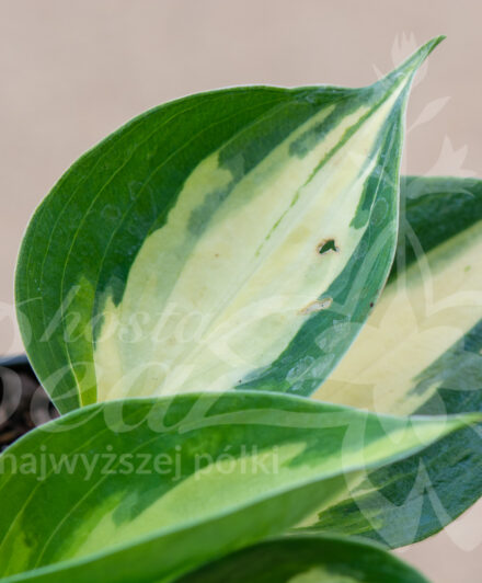 Hosta Bounty