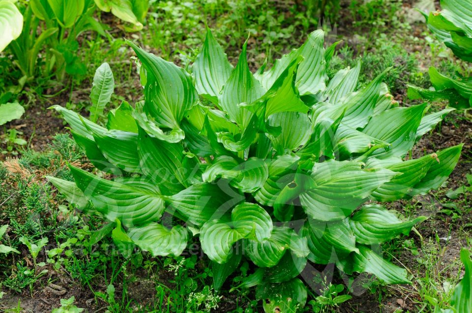 Hosta Bridegroom