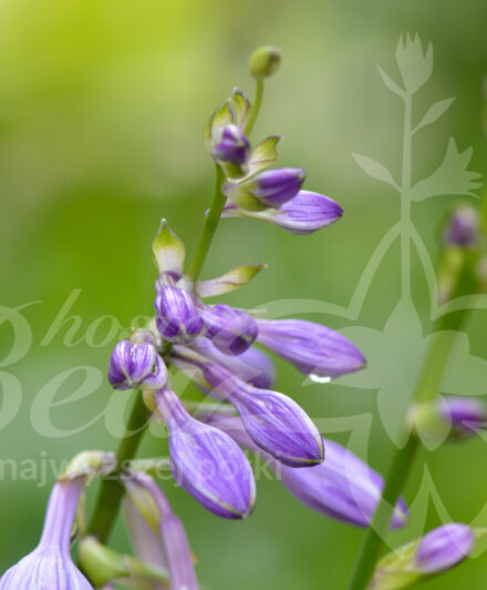 Hosta Bridegroom