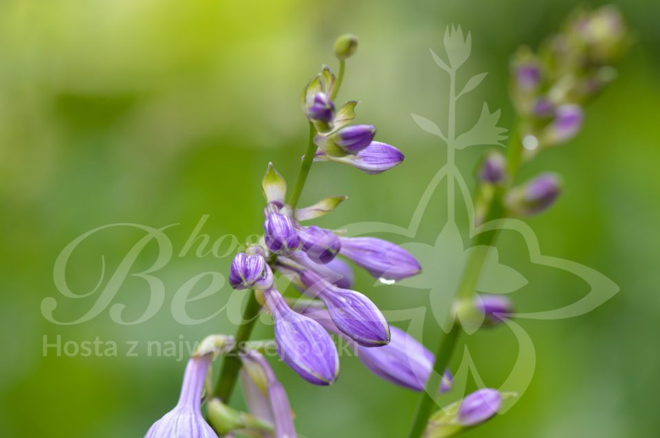 Hosta Bridegroom