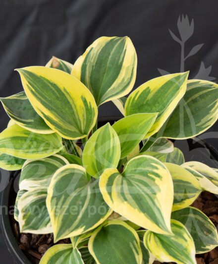 Hosta Cameo