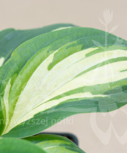 Hosta Champagne for All