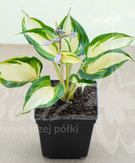 Hosta Cherokee