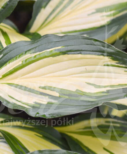 Hosta Cherry Berry