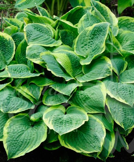 Hosta Christmas Tree