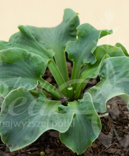 Hosta Church Mouse