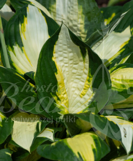 Hosta Color Festival