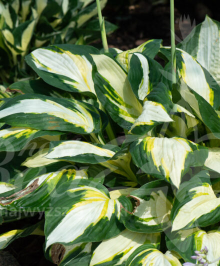 Hosta Color Festival