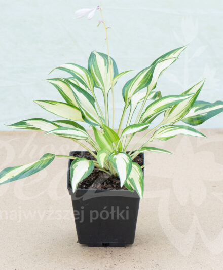 Hosta Cool as a Cucumber