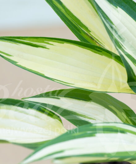 Hosta Cool as a Cucumber