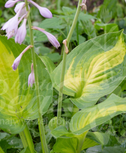 Hosta Dance With Me