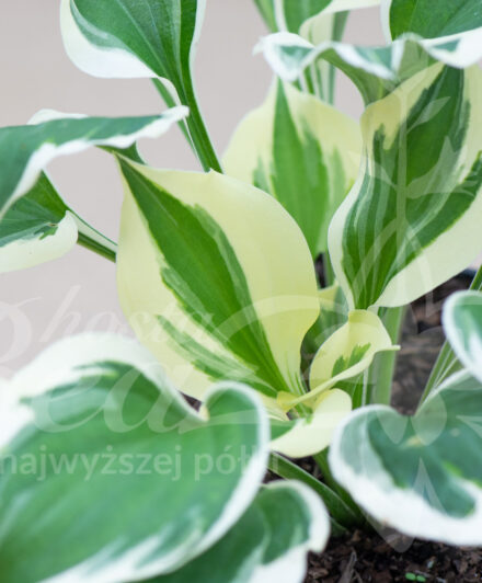 Hosta Diamonds are Forever