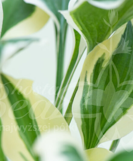 Hosta Diamonds are Forever