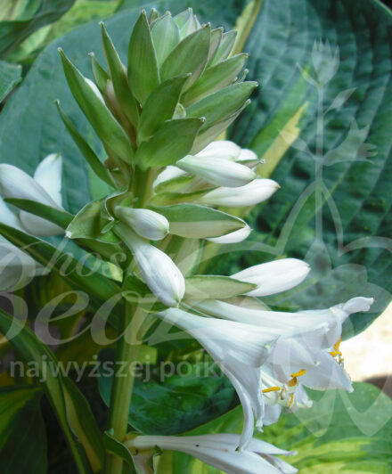Hosta Dream Queen
