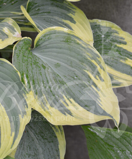 Hosta Earth Angel