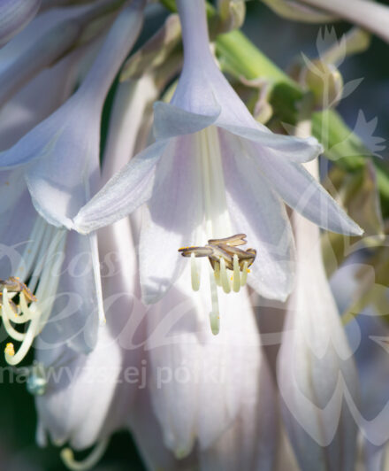 Hosta Earth Angel