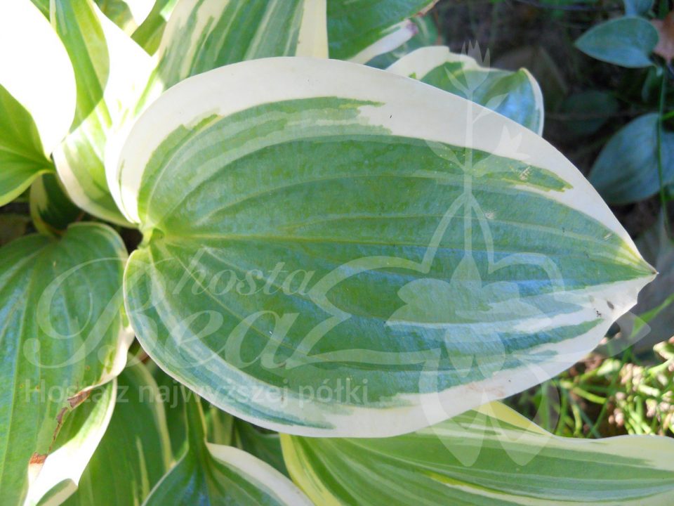 Hosta Emilly Dickinson