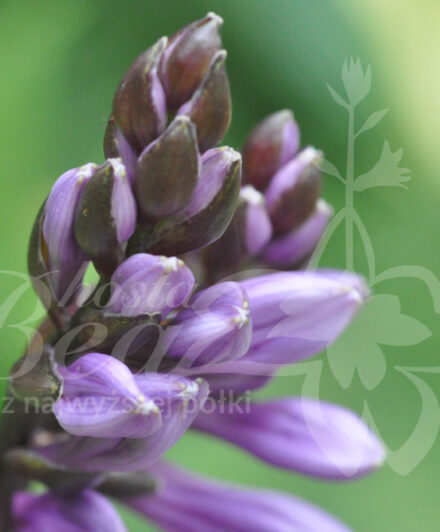Hosta Emilly Dickinson