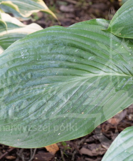 Hosta Empress Wu