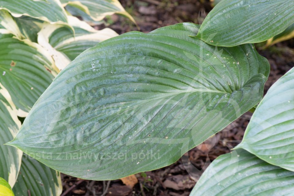 Hosta Empress Wu