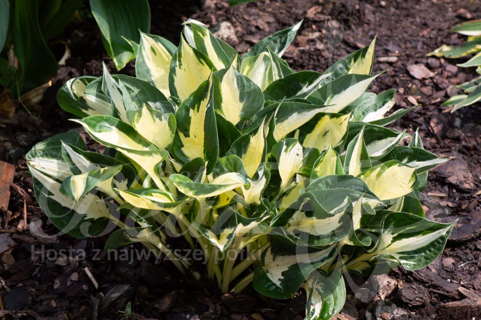 Hosta Eternal Flame