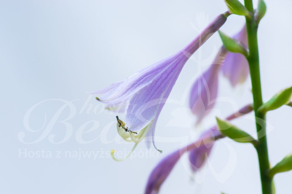 Hosta Exotic Presentation