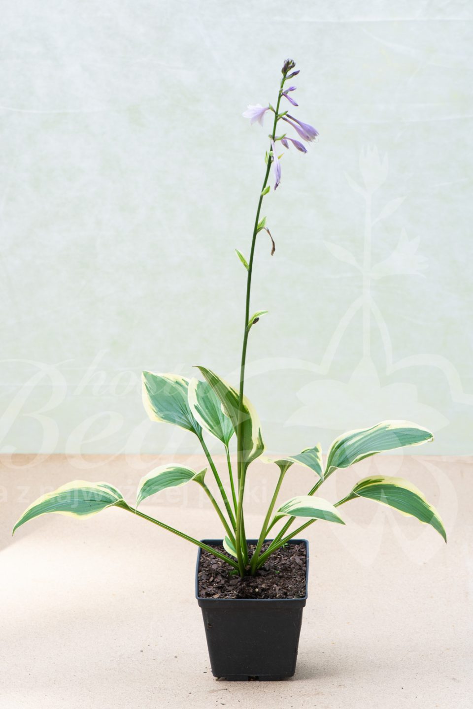 Hosta Exotic Presentation