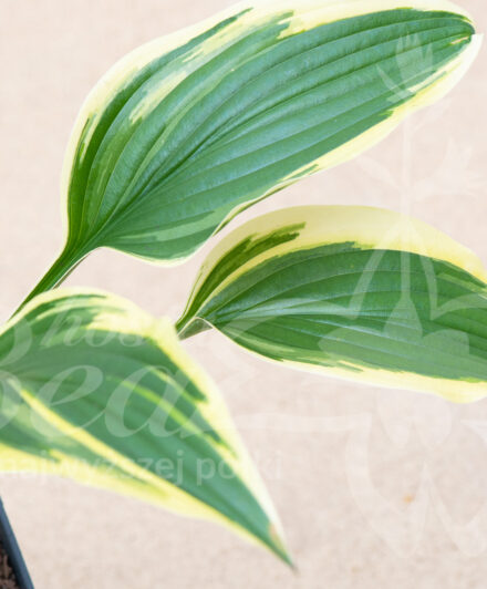 Hosta Exotic Presentation