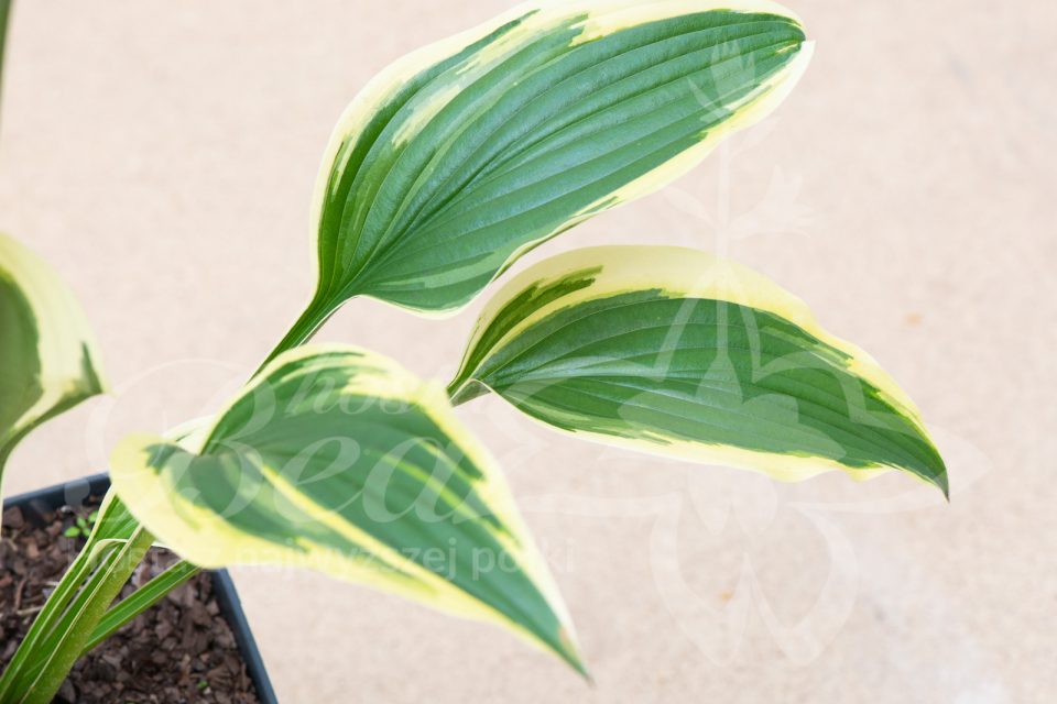 Hosta Exotic Presentation