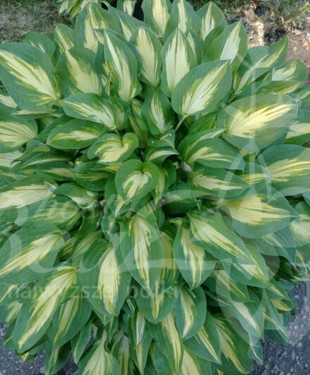 Hosta Fantasy Island