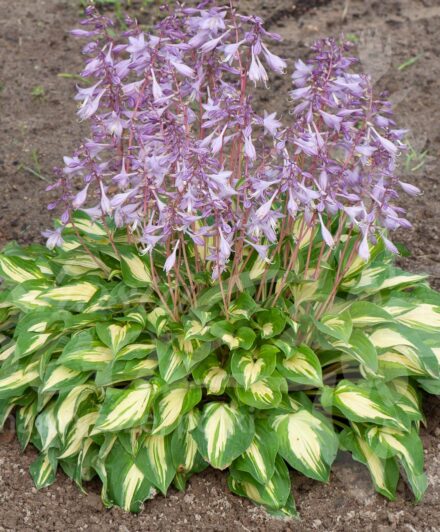 Hosta Fantasy Island