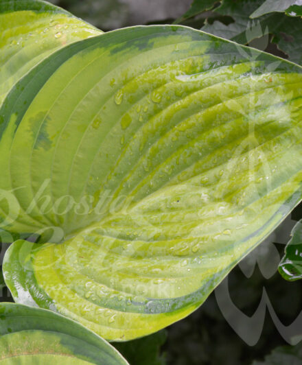 Hosta Final Summation