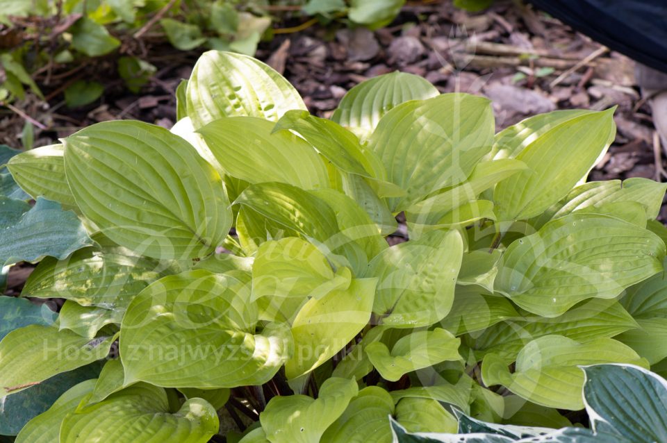 Hosta Fire Island