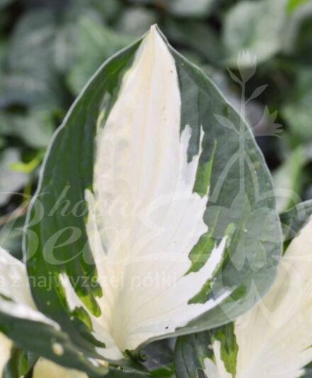 Hosta Fire and Ice