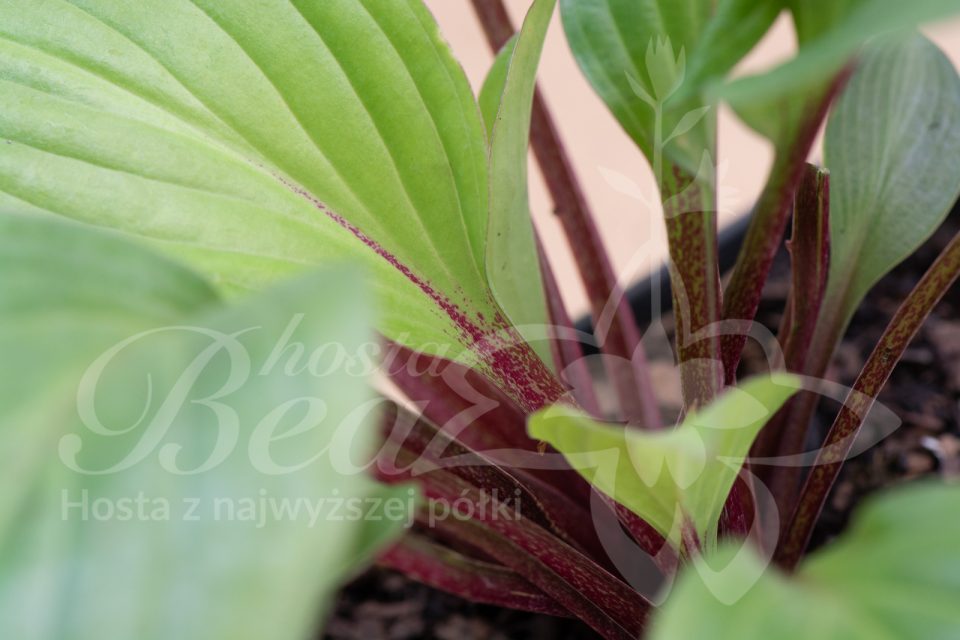 Hosta First Blush