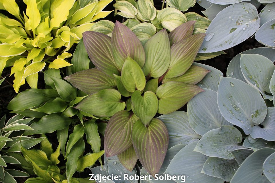 Hosta First Blush