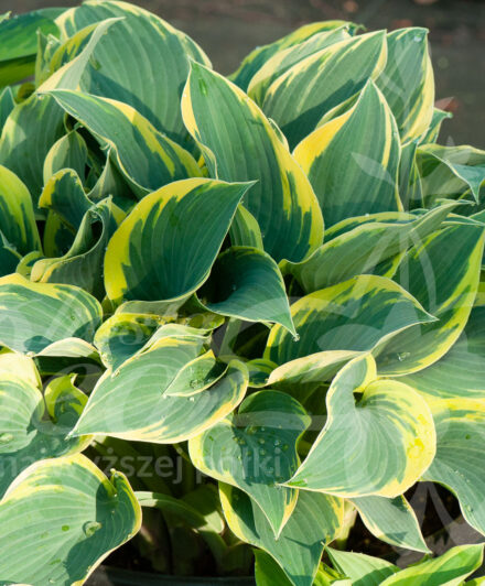 Hosta First Frost